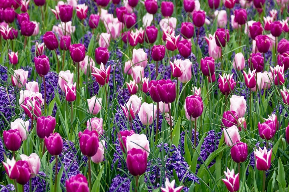 Tulipes Ultra V.jpg
