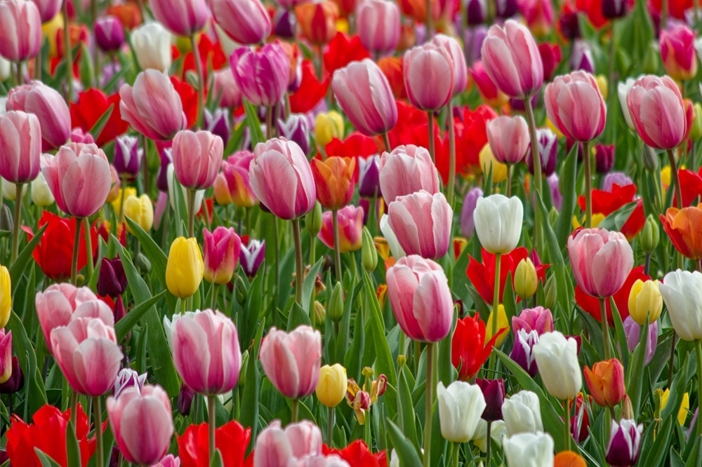 Tulipes champêtres 2.jpg