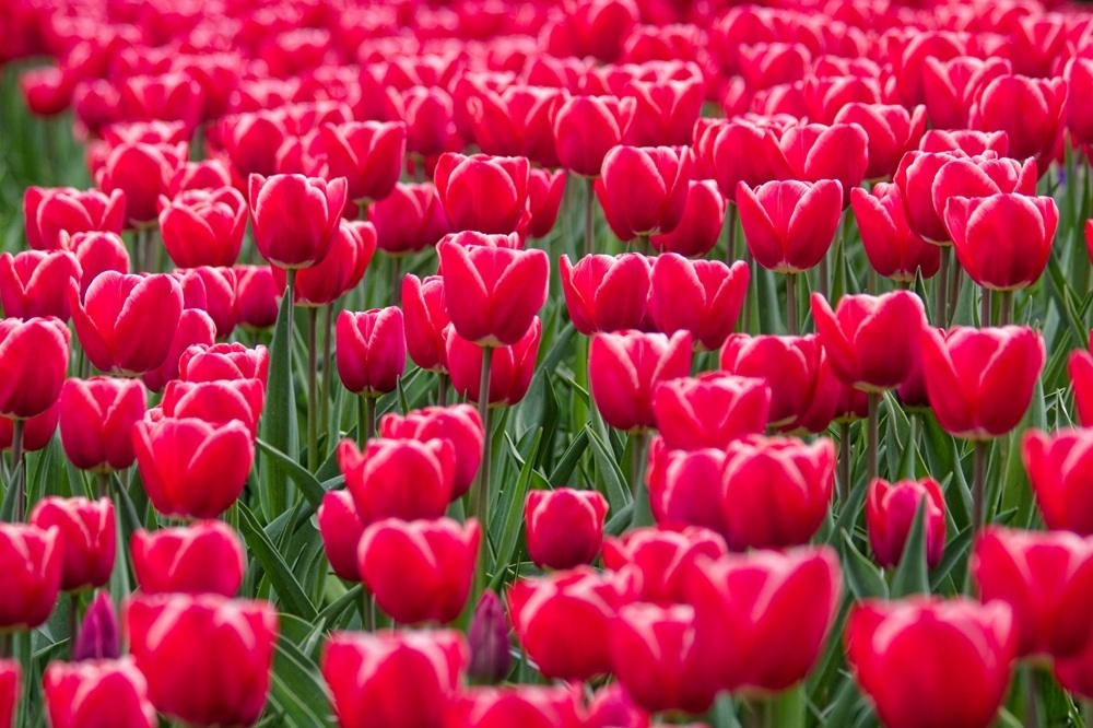 Tulipes sanguines.jpg