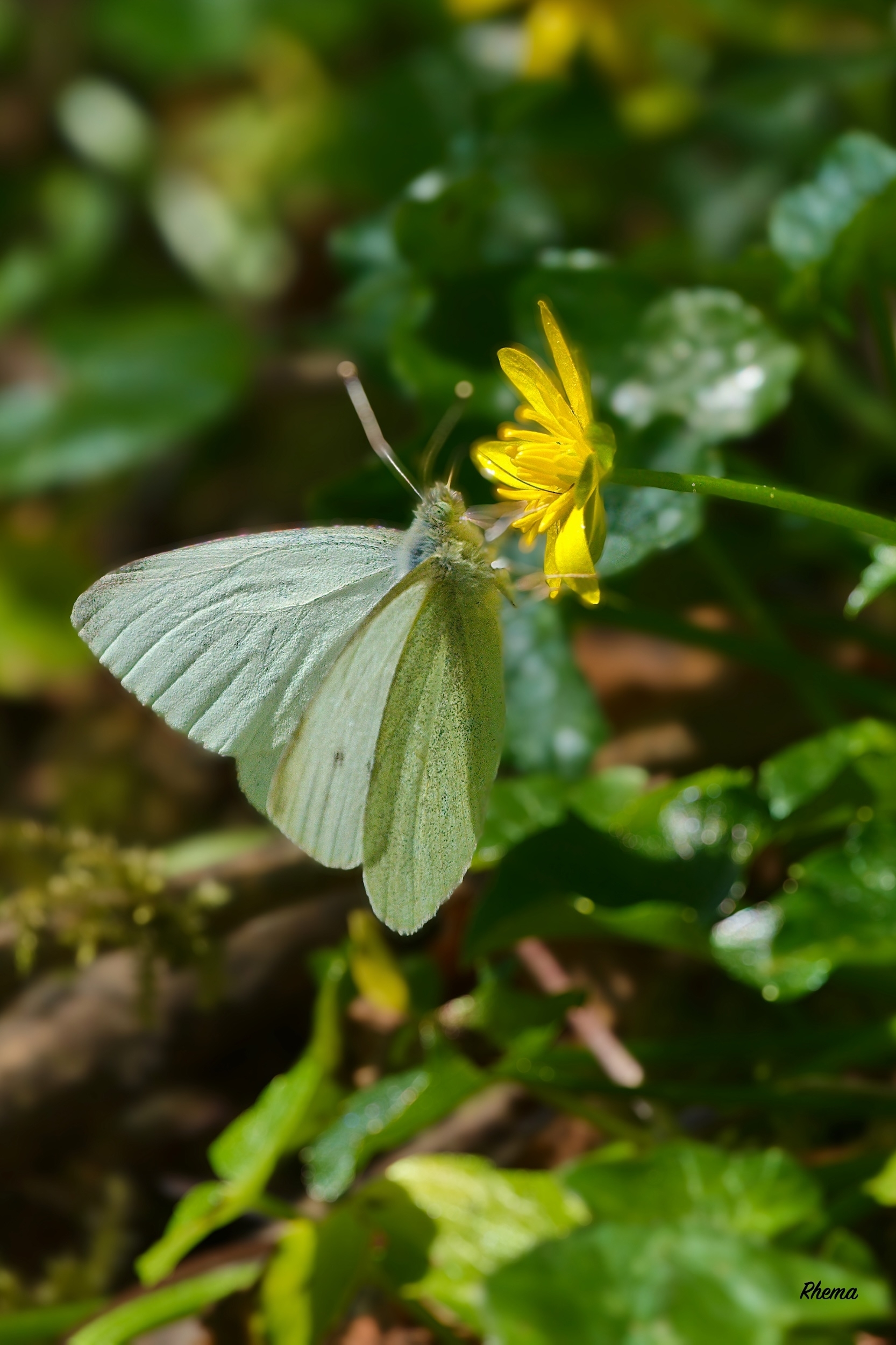 large.XH2S1259-1.jpeg.9fcbdc1c5869a5396b