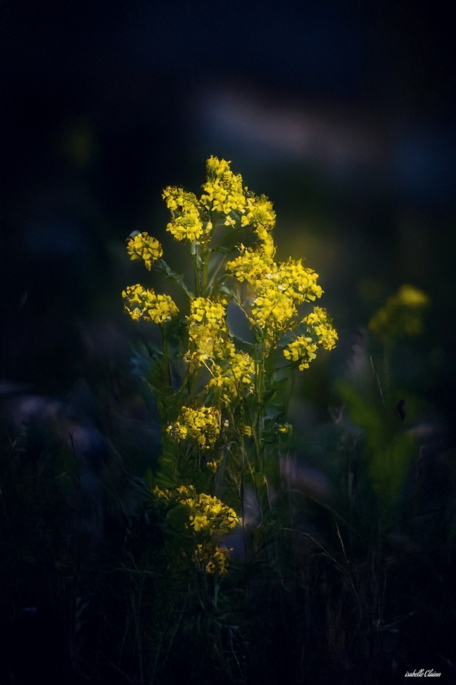 pisserottes 2 fp.jpg