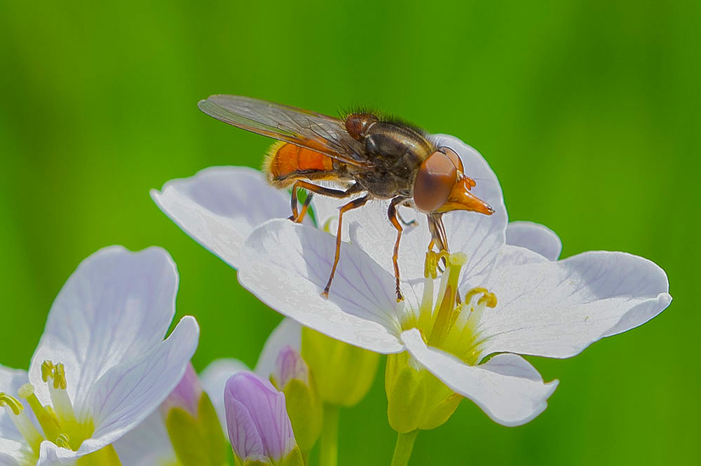 rhingia campestris (4).jpg
