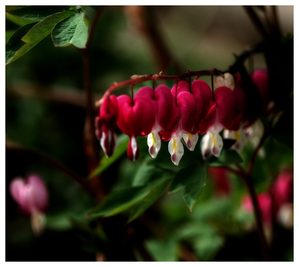 12 04 26 fleurs (12).jpg