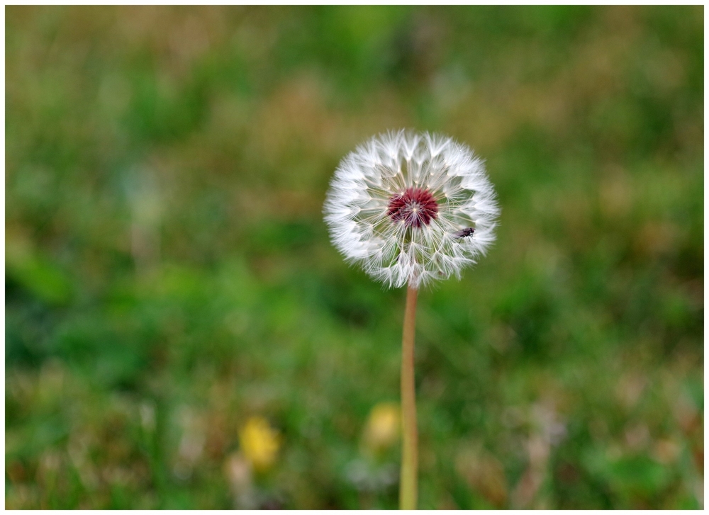 13 04 26 fleurs (3).jpg