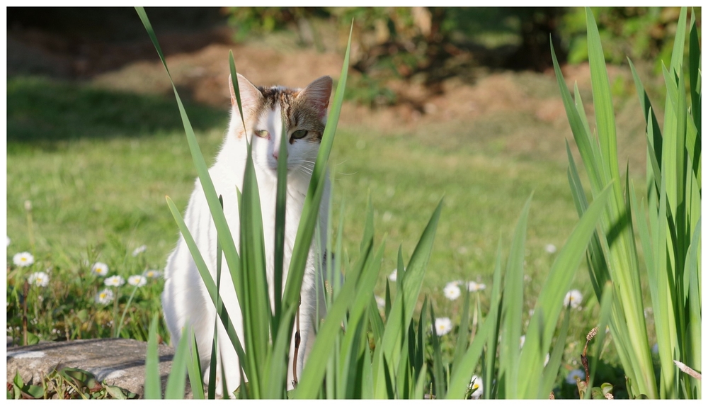 16 04 26 insecte (2).jpg