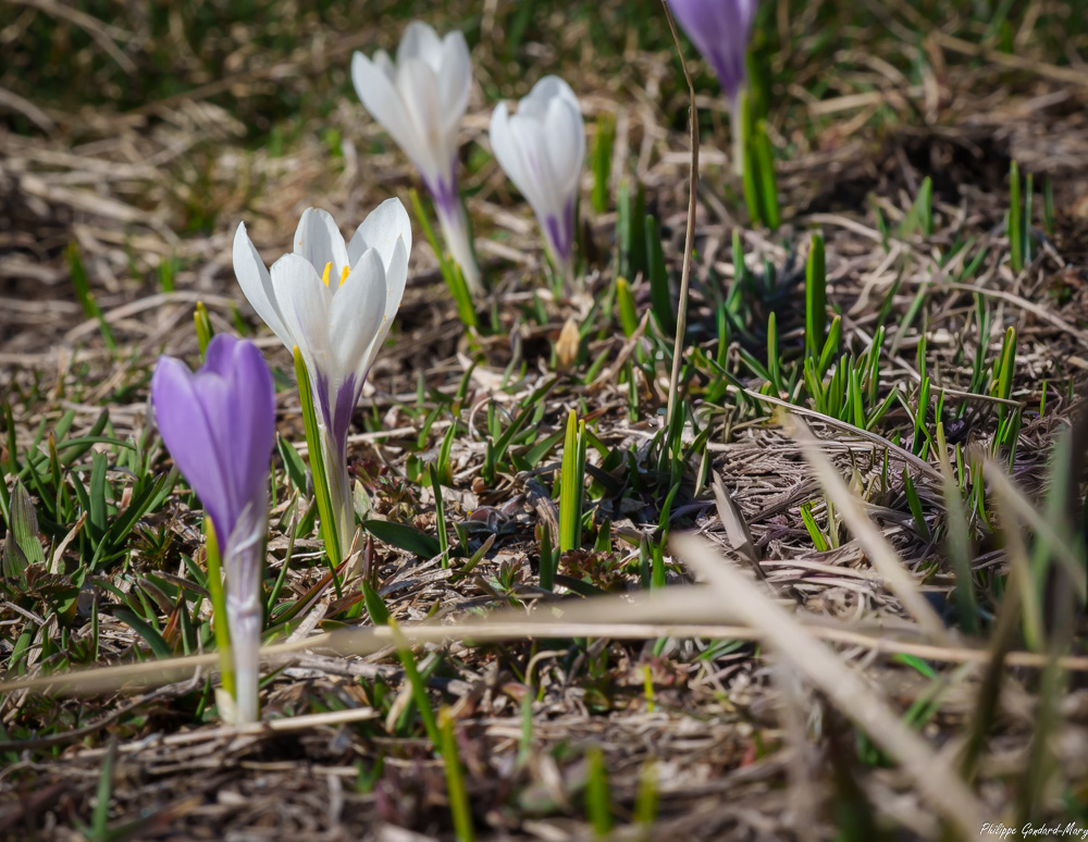 2026_04_16_010_Lautaret_Crocus.jpg