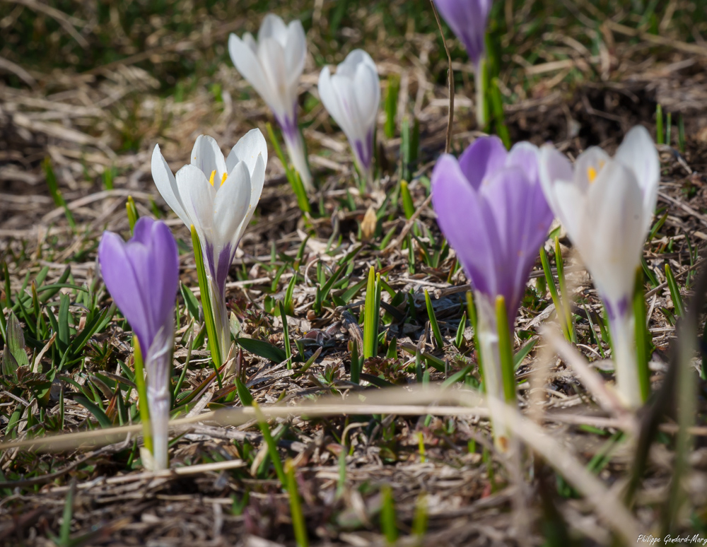 2026_04_16_010_Lautaret_Crocus.jpg