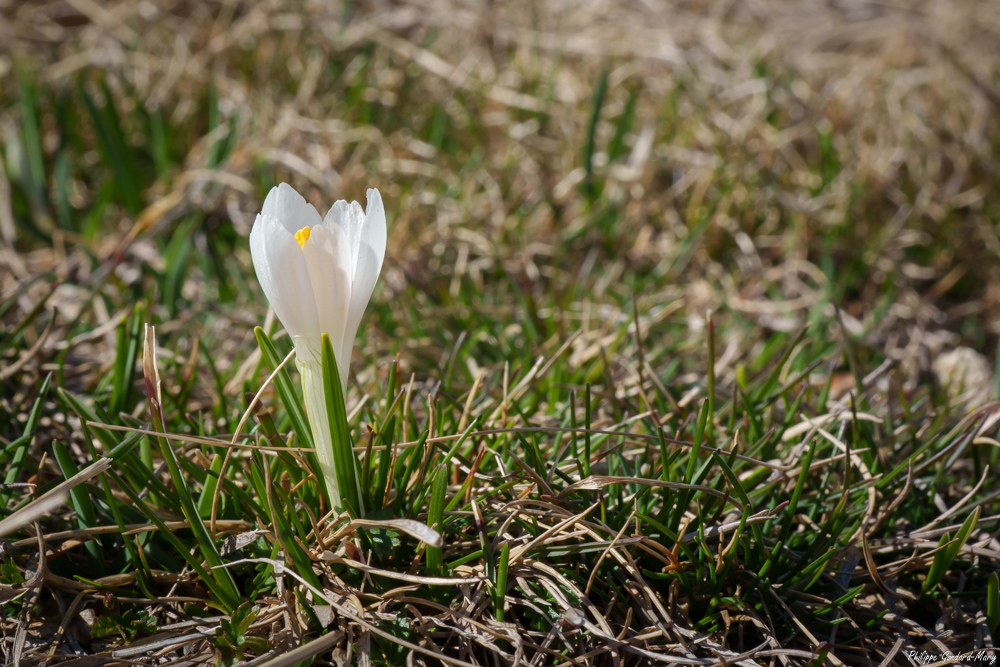 2026_04_16_011_Lautaret_Crocus.jpg