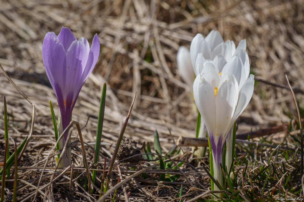 2026_04_16_012_Lautaret_Crocus.jpg