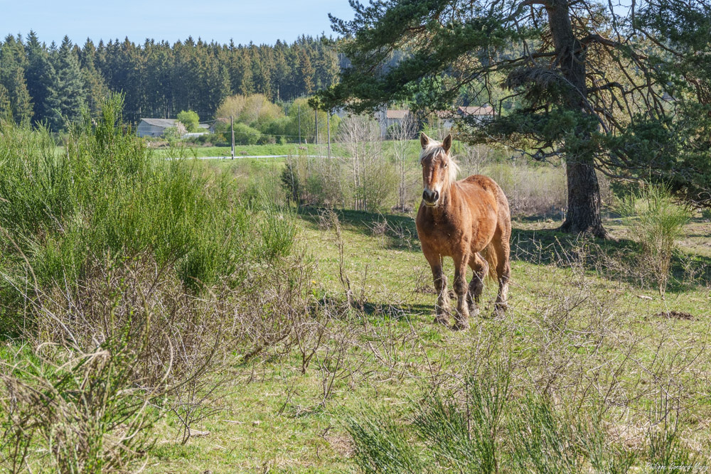 2026_04_27_005_Cheval.jpg