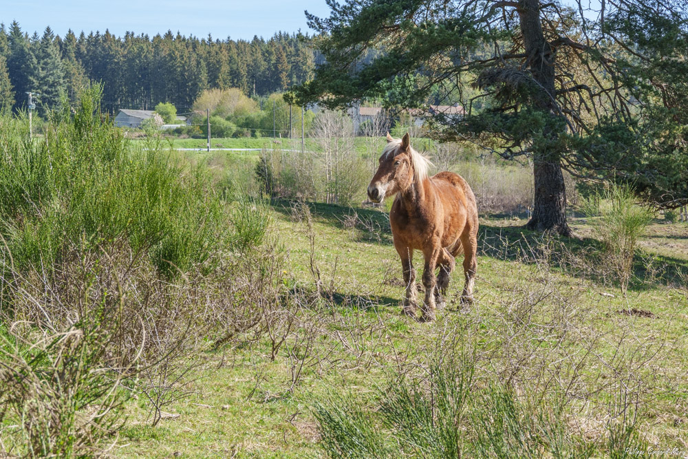 2026_04_27_006_Cheval.jpg