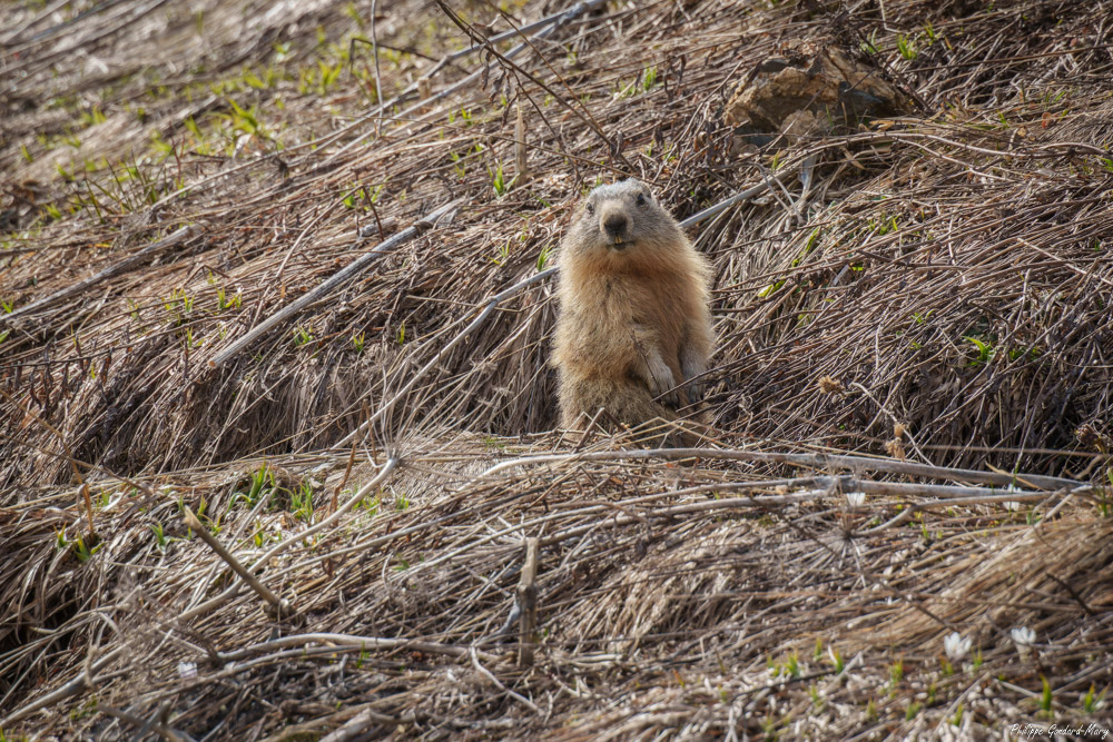 2026_05_01_002_Marmotte.jpg