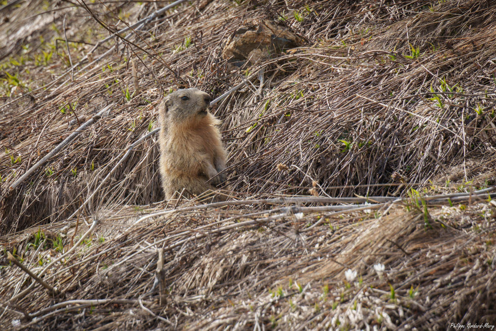 2026_05_01_003_Marmotte.jpg