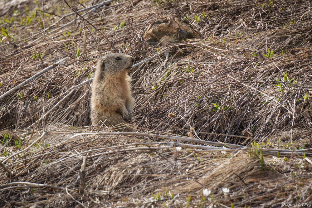 2026_05_01_004_Marmotte.jpg