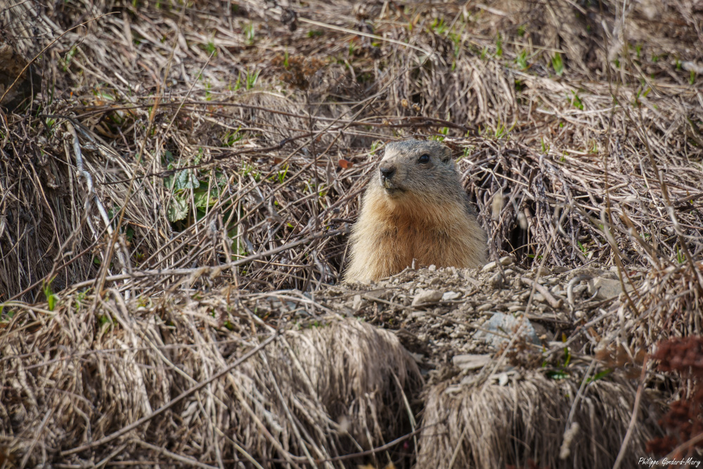2026_05_01_006_Marmotte.jpg