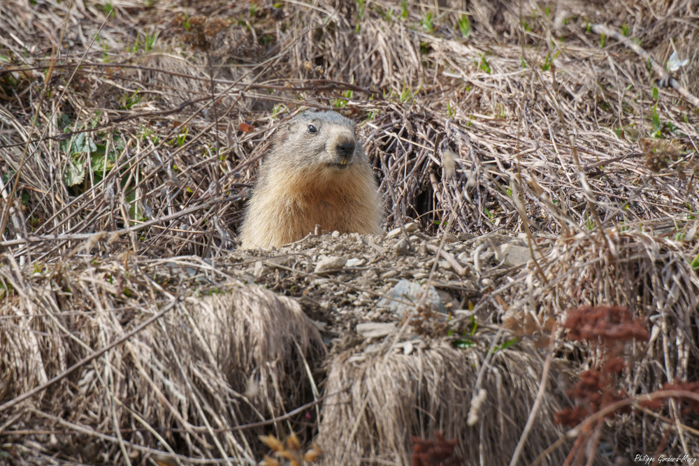 2026_05_01_007_Marmotte.jpg