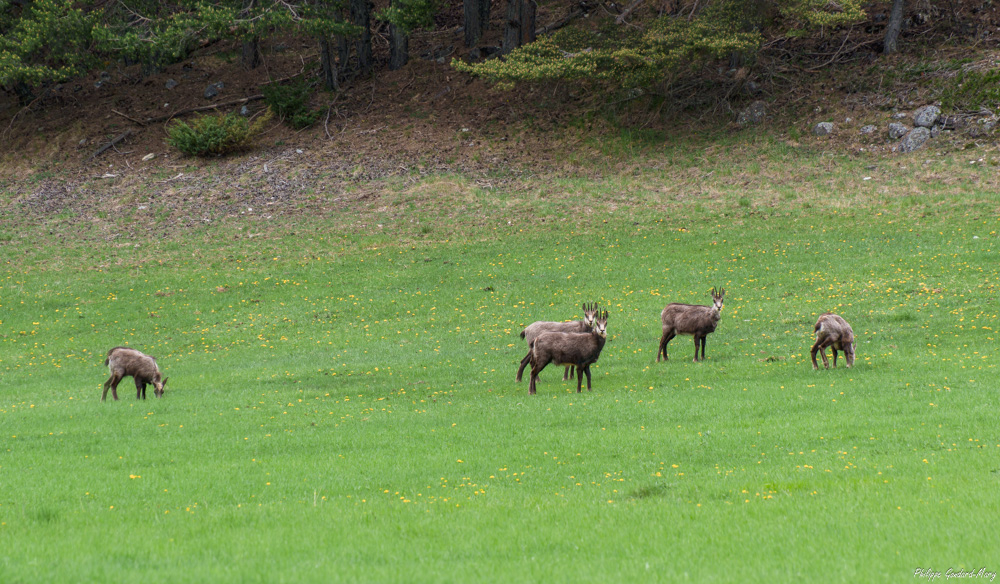 2026_05_03_005_Chamois.jpg