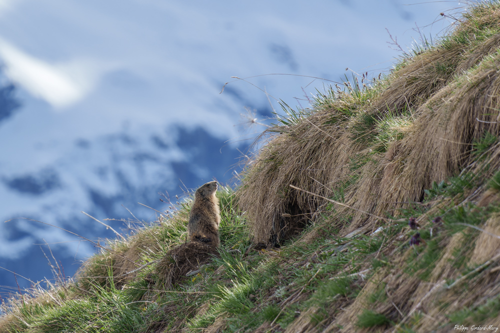 2026_05_07_010_Marmotte.jpg