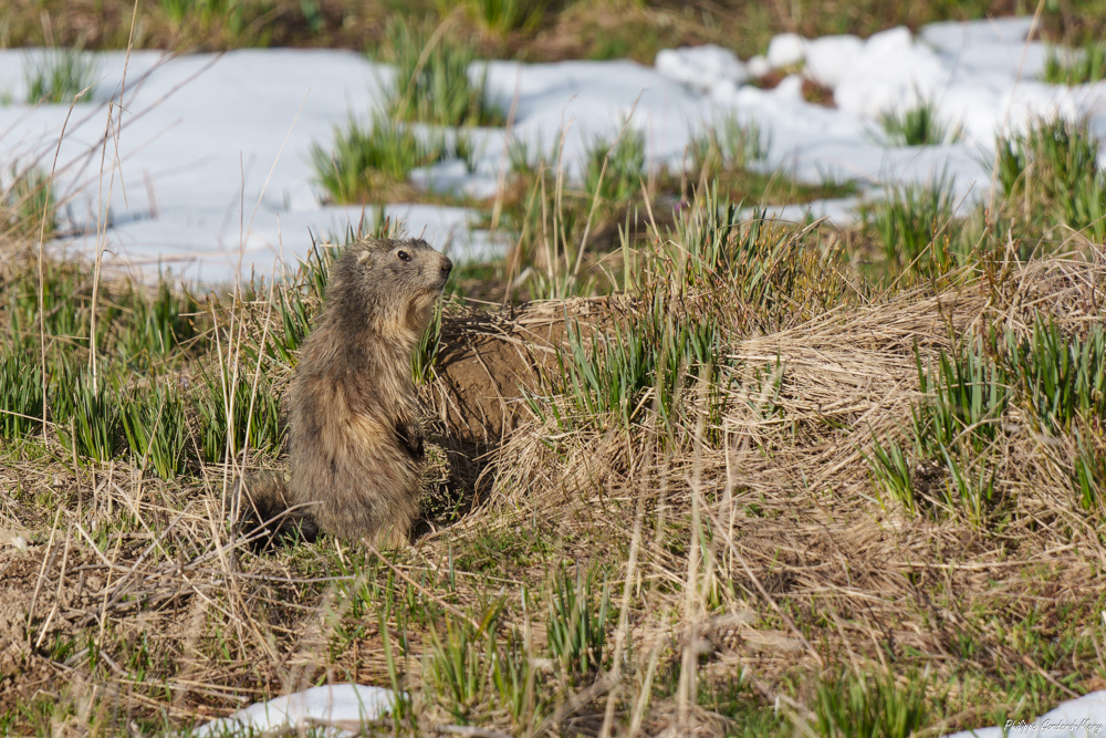 2026_05_07_011_Marmotte.jpg