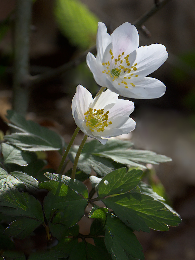 A2024_04_02_anemone_sylvie_fp.jpg