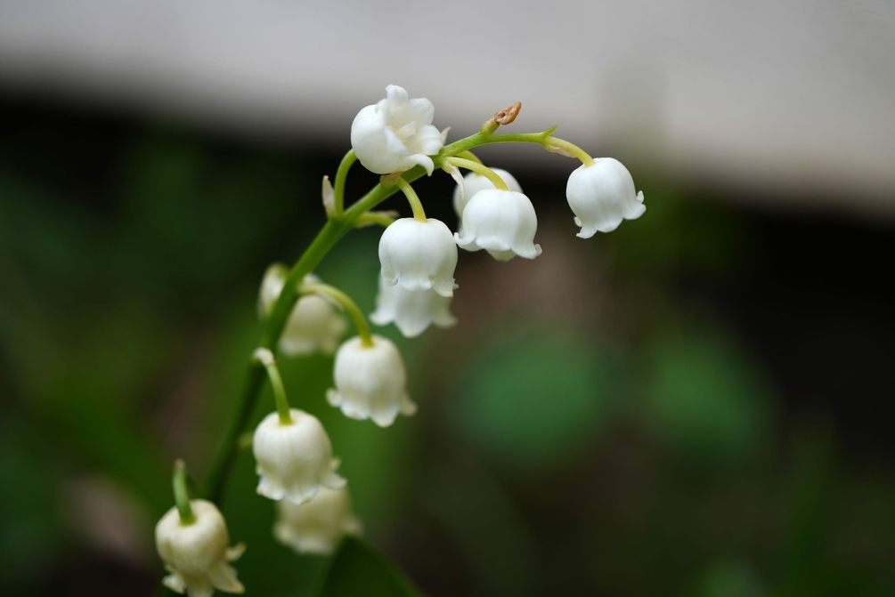 A6701176 copie.jpg