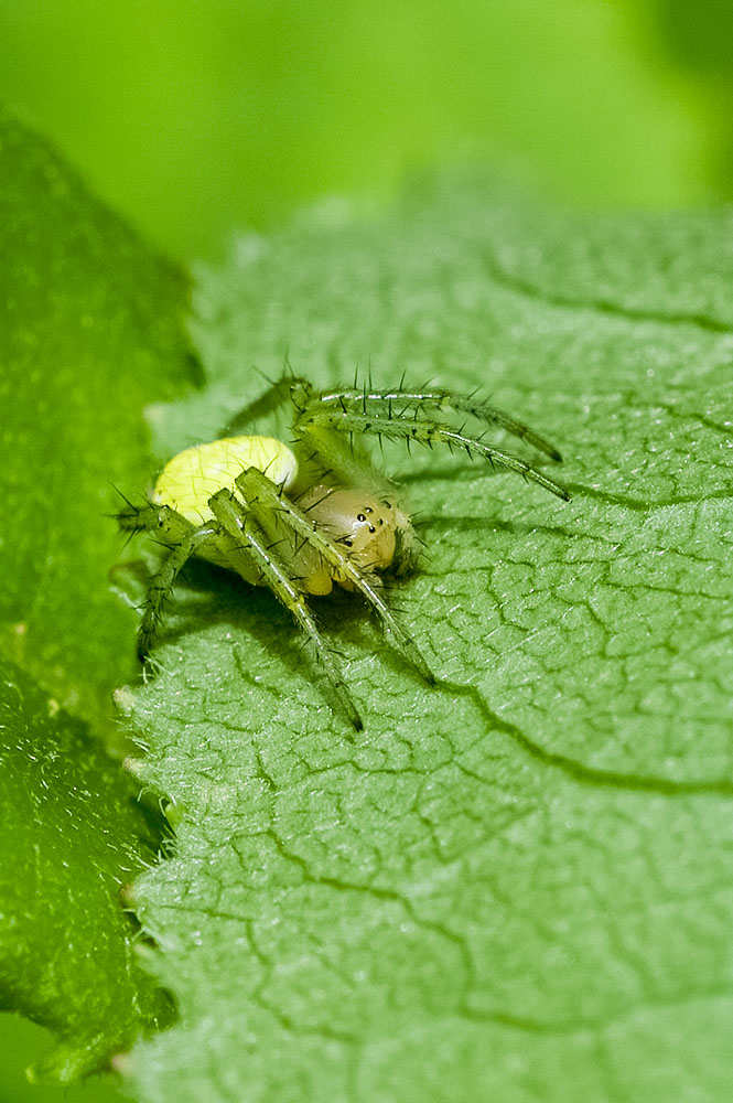 Araniella cucurbitina (6).jpg