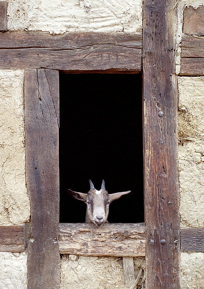 Biquette_coucou_(1000px).jpg
