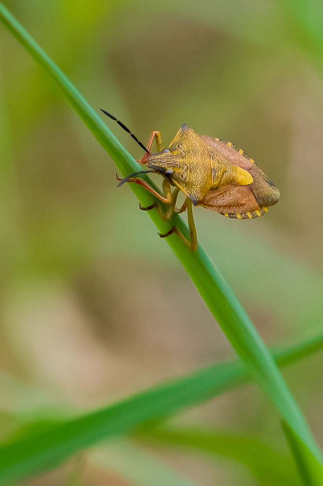 Carpocoris Purpureipennis.jpg