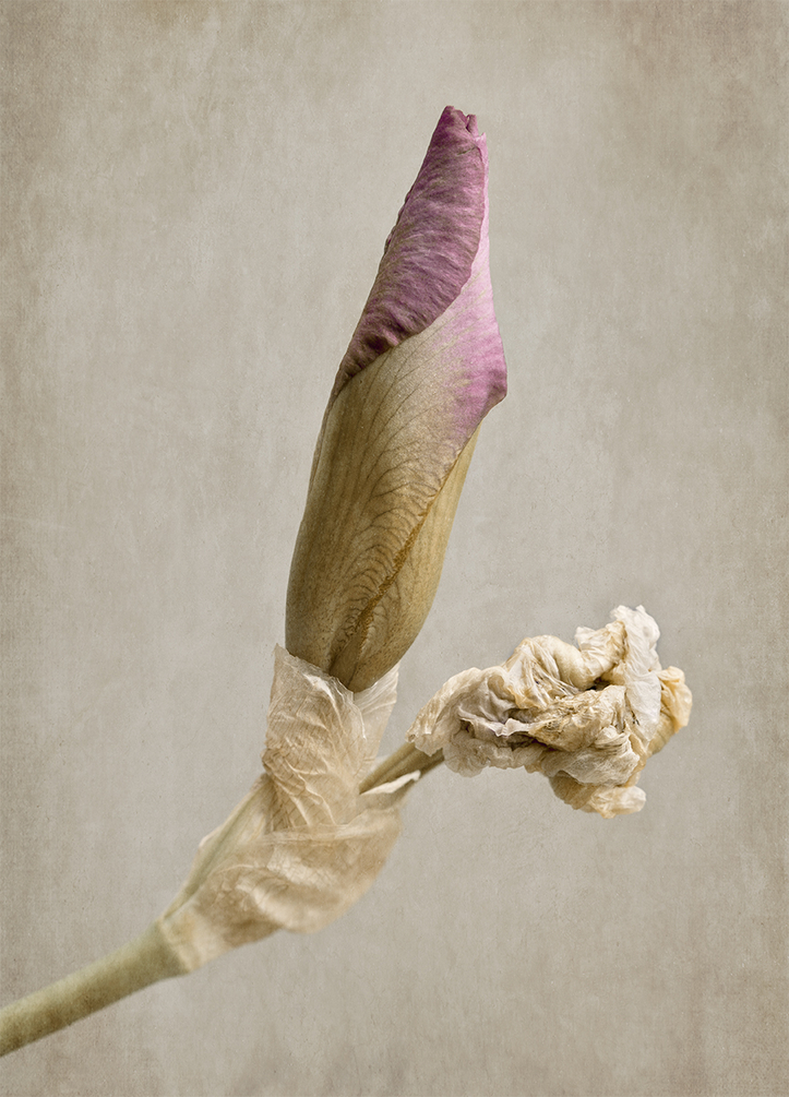 Cuisse de nymphe émue.jpg
