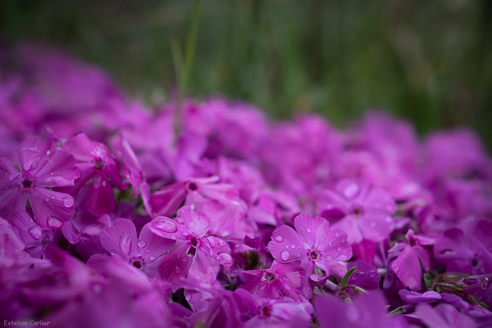 DSC07934.jpg
