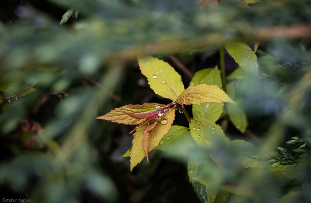 DSC07936.jpg