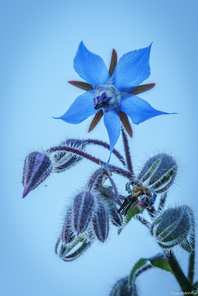 DSC08741-dng_DxO_DeepPRIME.jpg