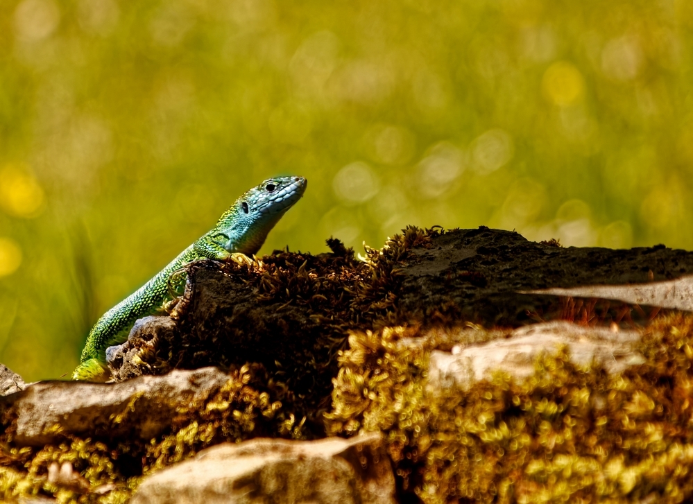 DSC_0277_DxO.jpg