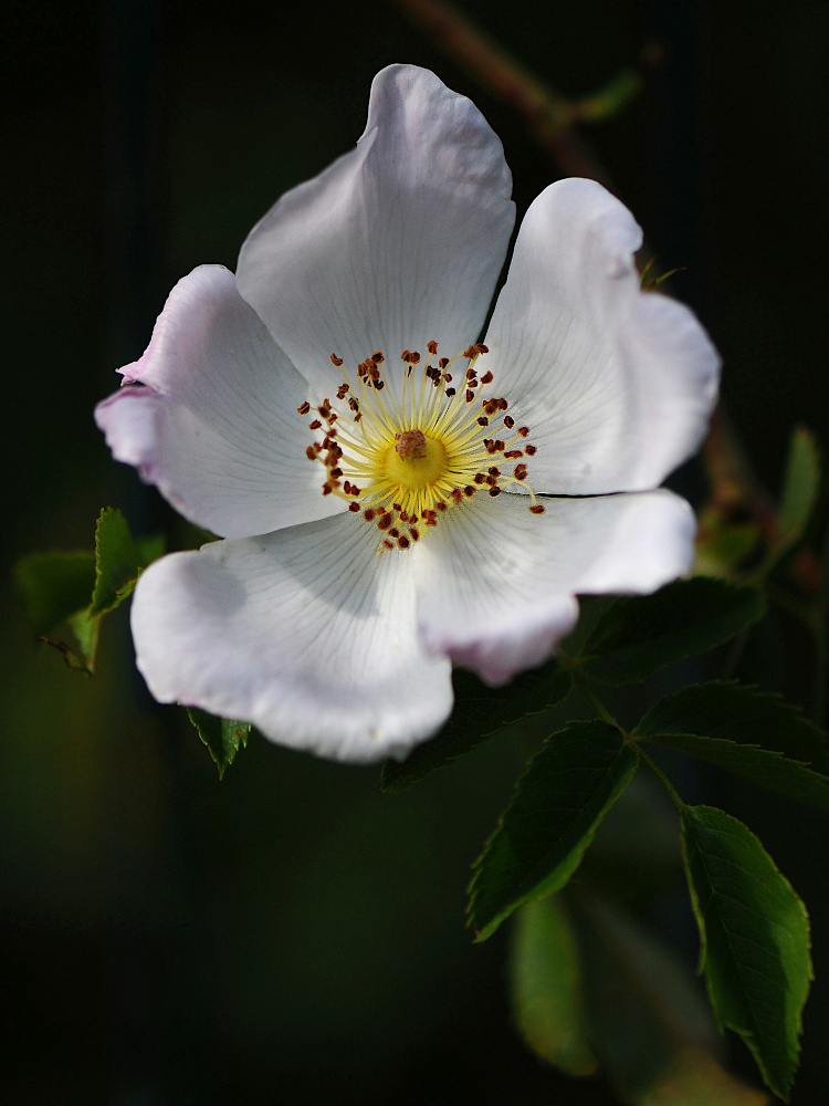 Da2026_05_12_eglantine_v2.jpg