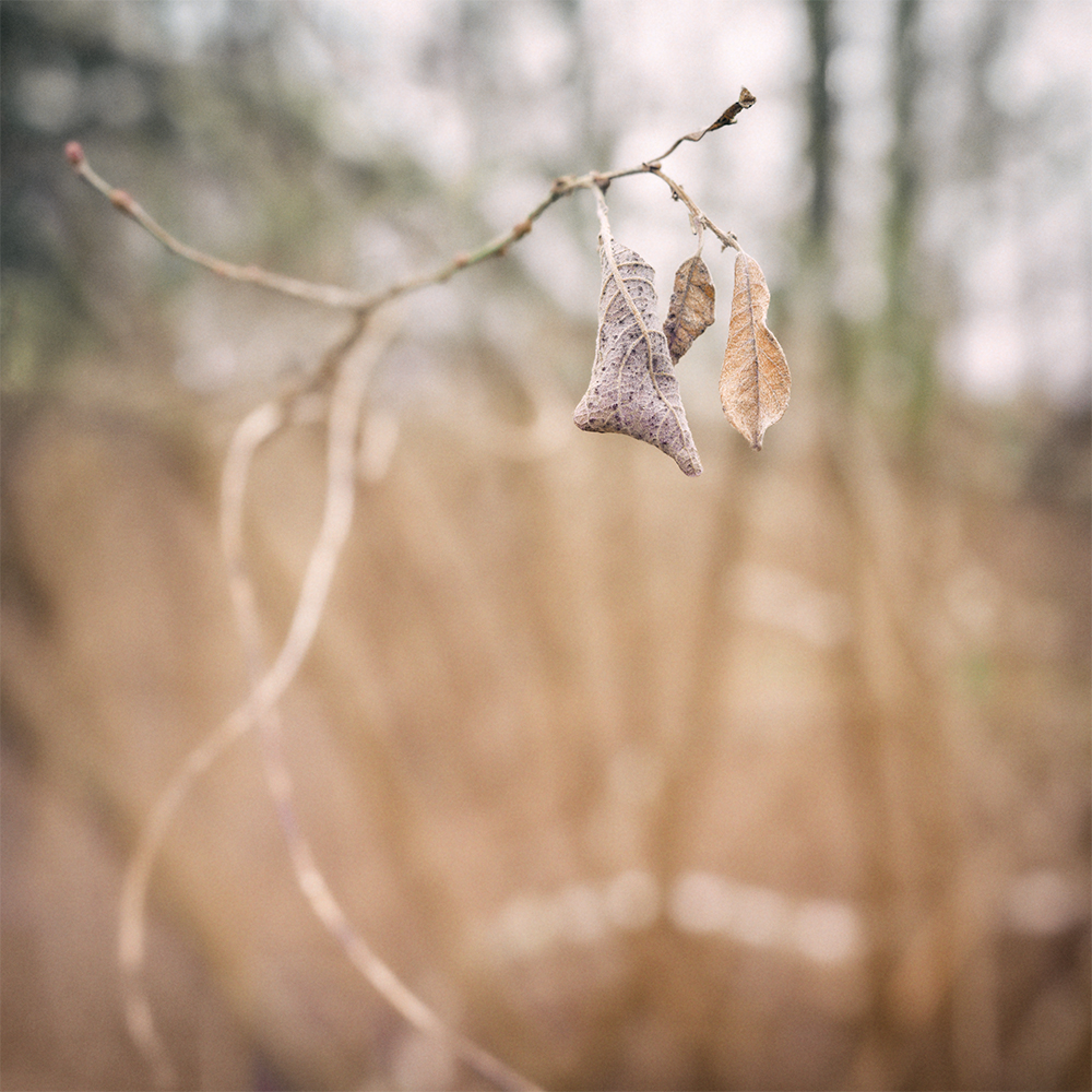 Ecouter l'hiver.jpg