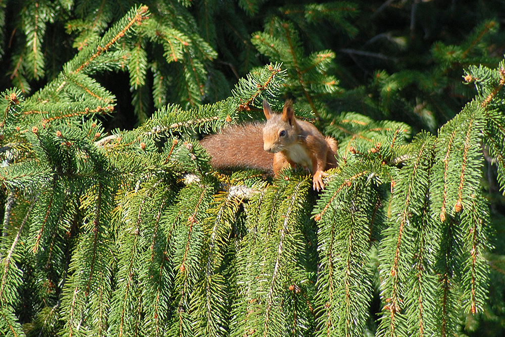 Ecureuil sur sapin_(1000px).jpg