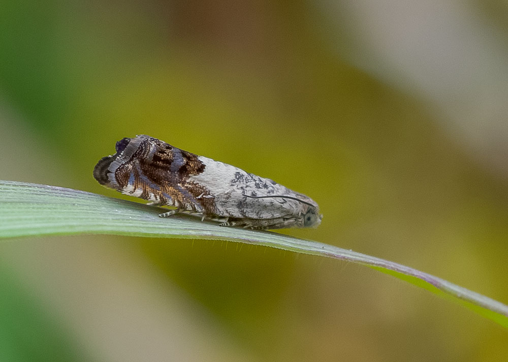 Epiblema scutulana.jpg