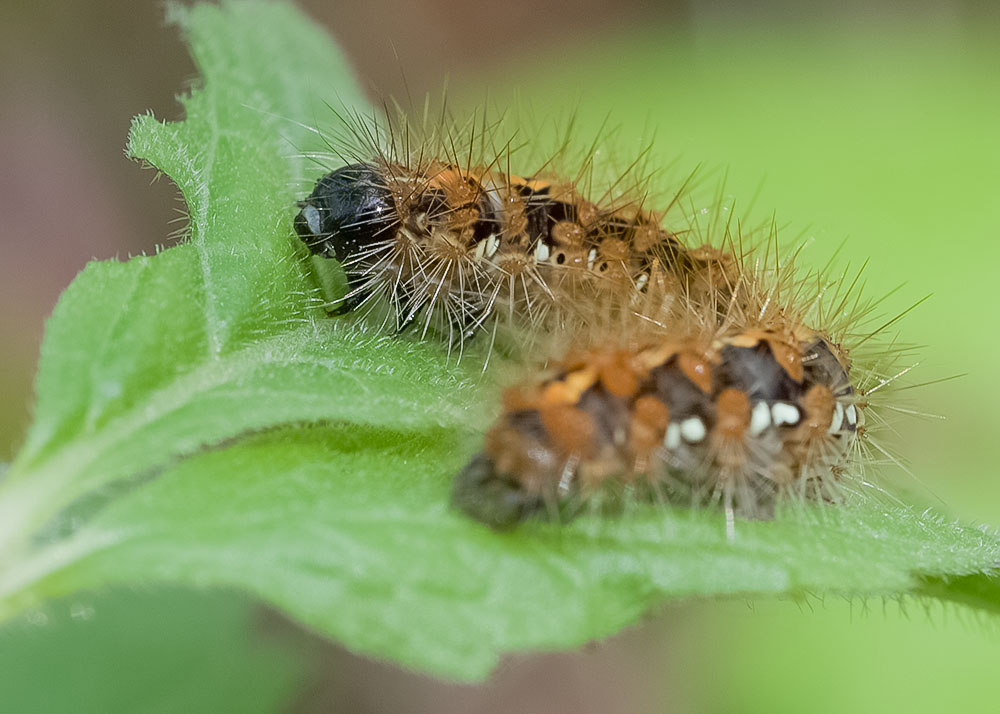 Euplagia quadripunctaria (1).jpg