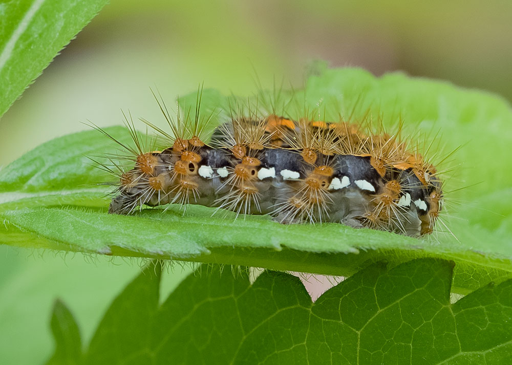 Euplagia quadripunctaria (2).jpg