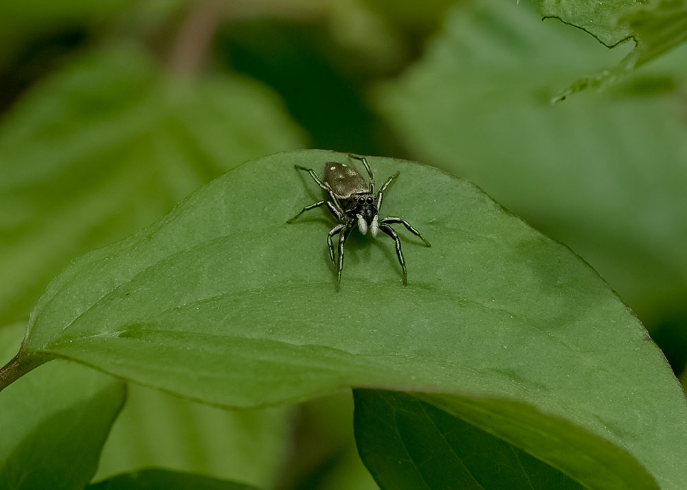 Heliophanus.jpg