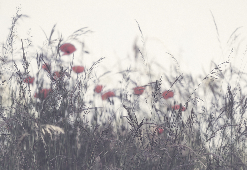 Nous voulons des coquelicots.jpg
