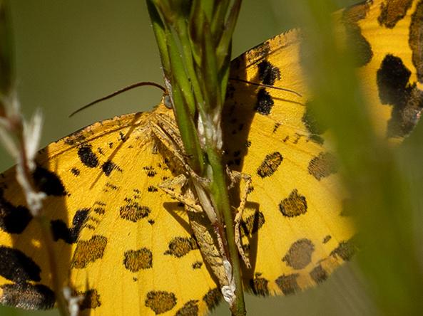 Papillon.jpg