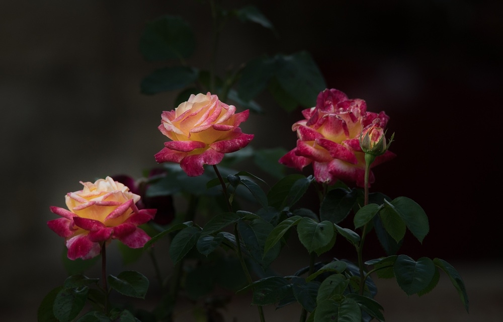 ROSES.jpg