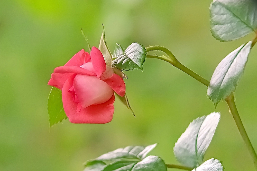 Rose rouge..jpg