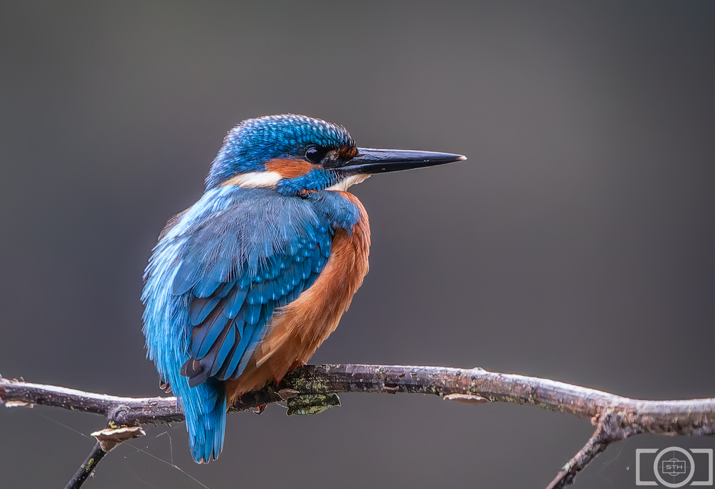 Sth-A7RIII-155.jpg