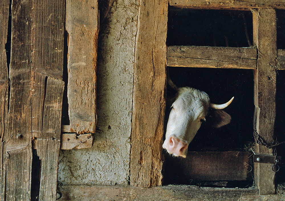 Vache_curieuse_(1000px).jpg