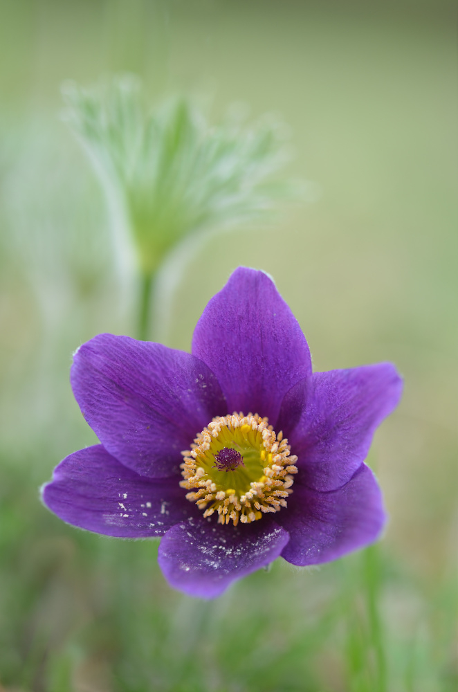 a2018_04_16_164054_JB_Pulsatilla_vulgaris_fp.jpg