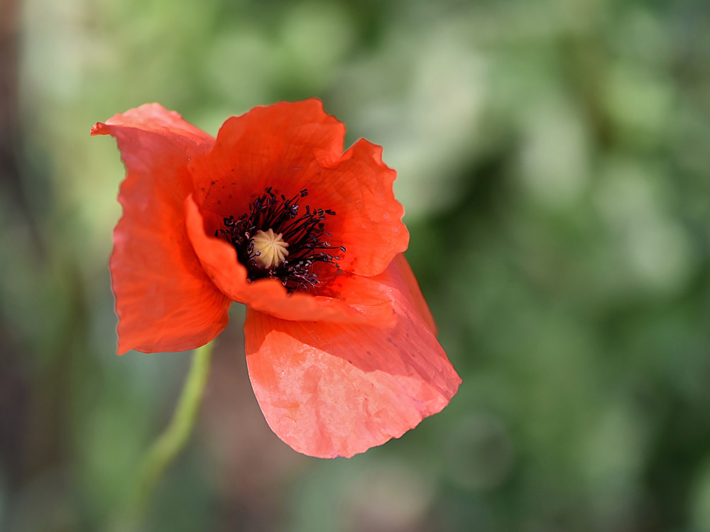 a2026_05_08_coquelicot_fp.jpg