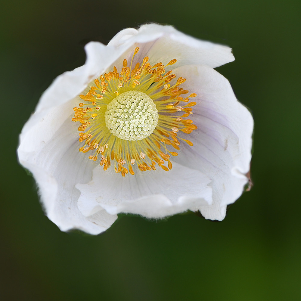 a2026_05_09_anemone_sylvestre_coeur_fp.jpg