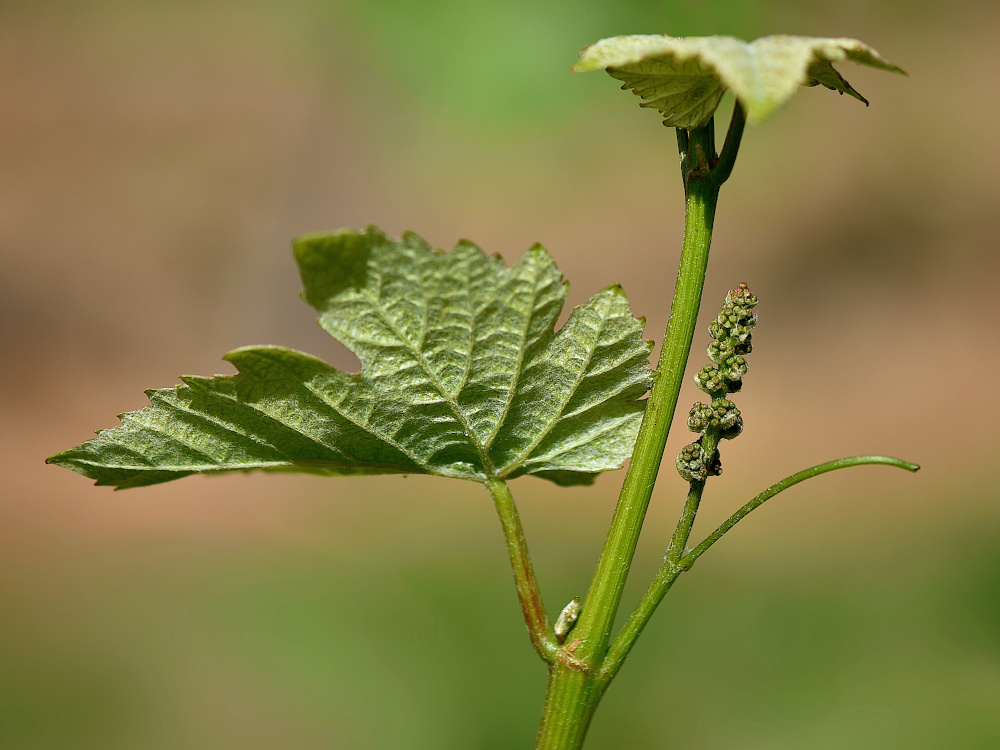 a2026_05_09_vigne_fp.jpg